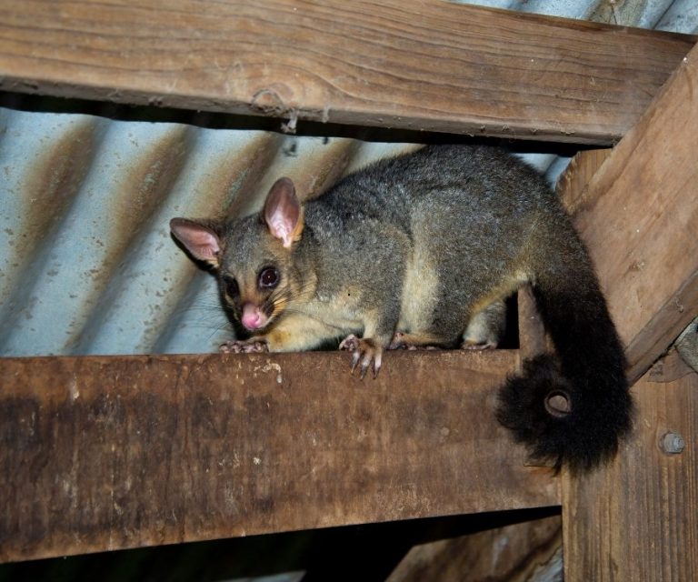 About possum removal (2)